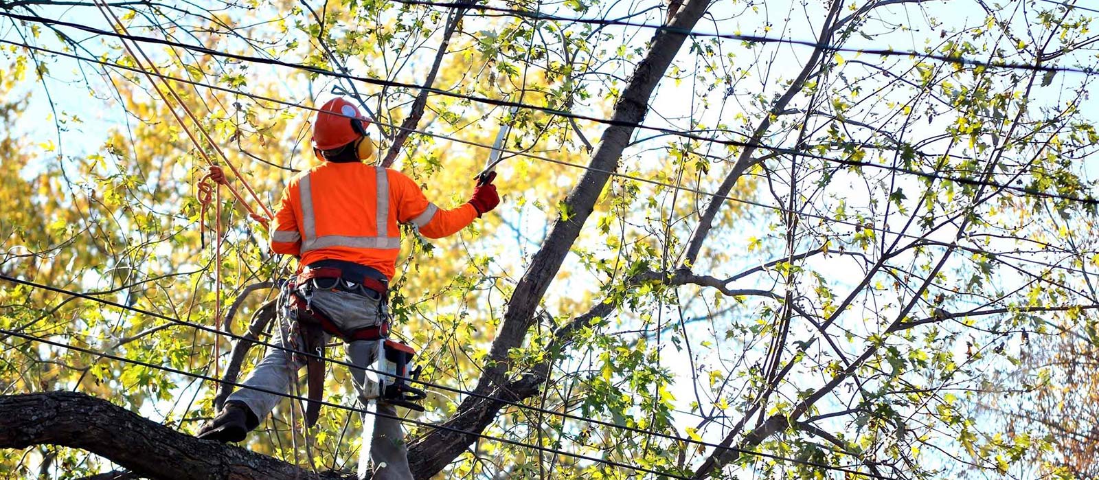 Best Tree Services in Town