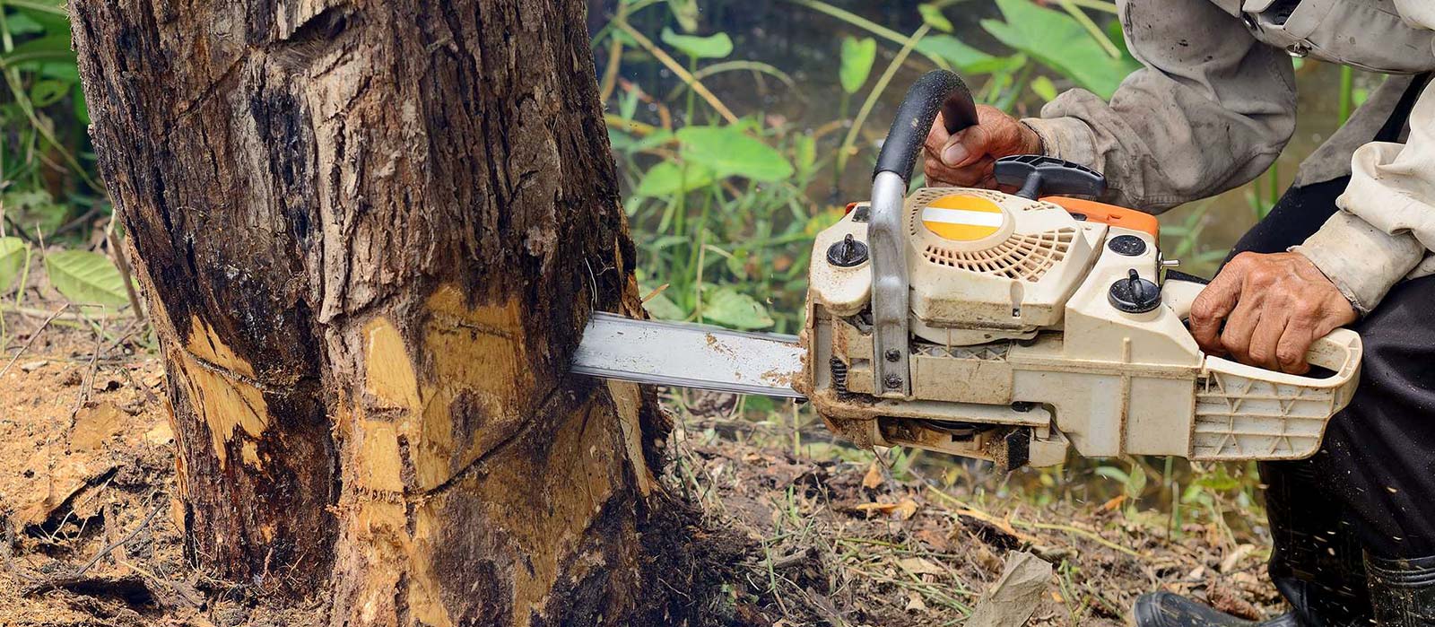 Give a Hoot for the Root